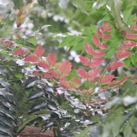 Berberis napaulensis (DC.) Spreng.